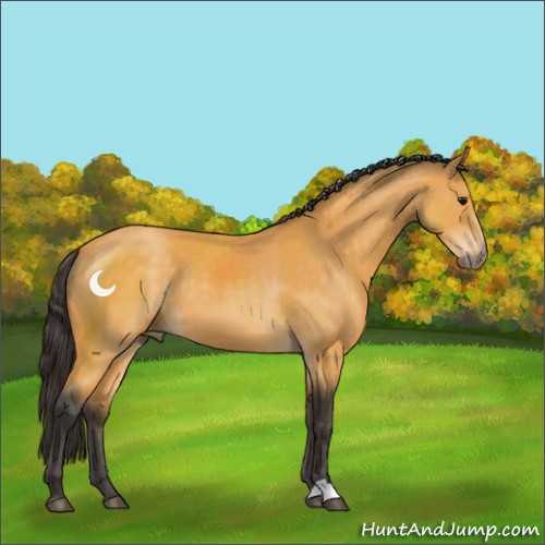 Horse Color:Buckskin 