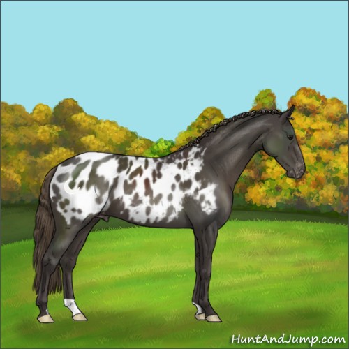 Horse Color:Smoky Black Appaloosa 