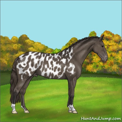 Horse Color:Smoky Black Appaloosa 