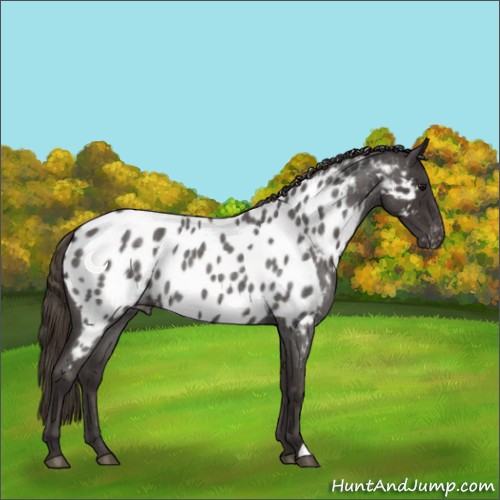 Horse Color:Smoky Blue Roan Appaloosa 