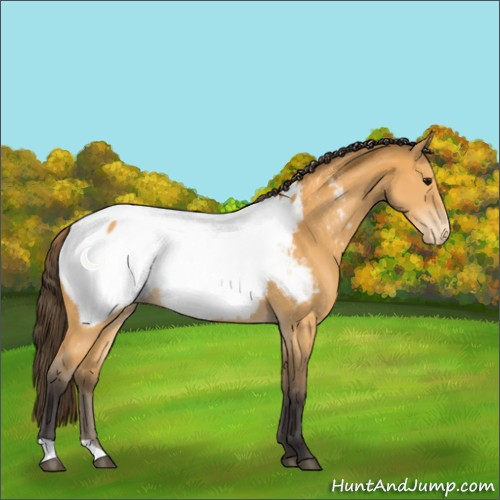 Horse Color:Buckskin Appaloosa 
