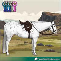 Horse Color:Liver Red Roan Appaloosa 
