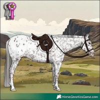 Horse Color:Liver Red Roan Appaloosa 