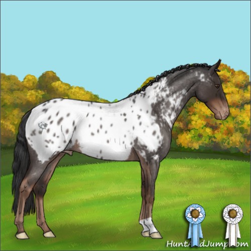 Horse Color:Liver Red Roan Appaloosa 