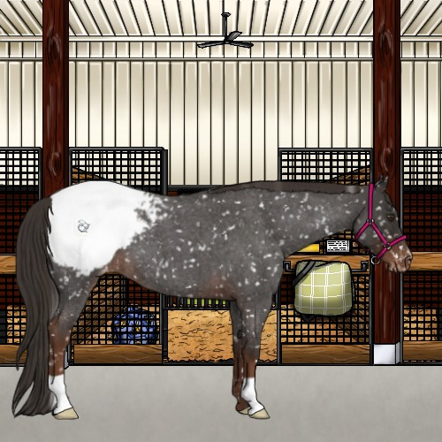 Horse Color:Liver Red Roan Appaloosa 