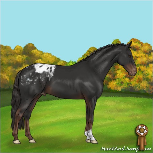 Horse Color:Liver Chestnut Appaloosa 