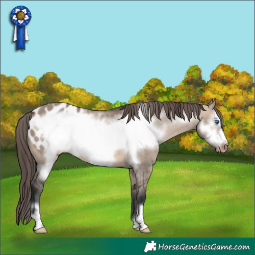 Horse Color:Brown Dun Frame Appaloosa 