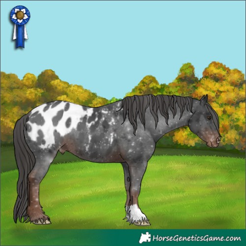 Horse Color:Liver Chestnut Appaloosa 