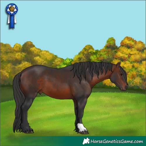 Horse Color:Brown 