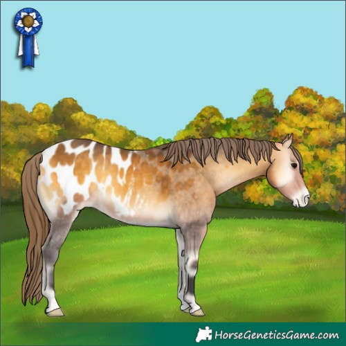 Horse Color:Buckskin Onyx Appaloosa 