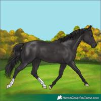 Horse Color:Smoky Black 