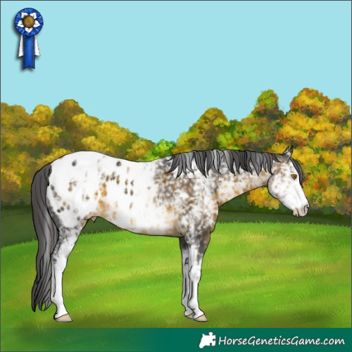Horse Color:White Spotted Buckskin Mushroom Appaloosa 