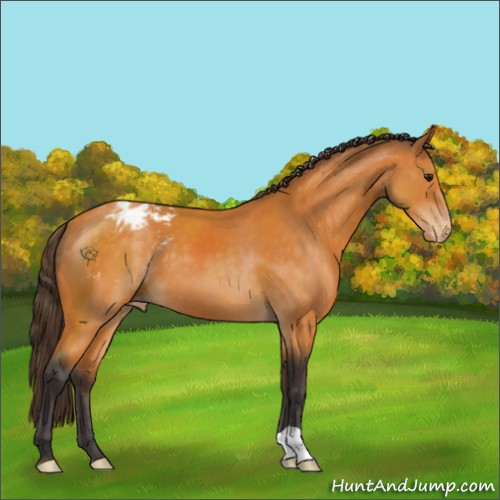 Horse Color:Buckskin Appaloosa 
