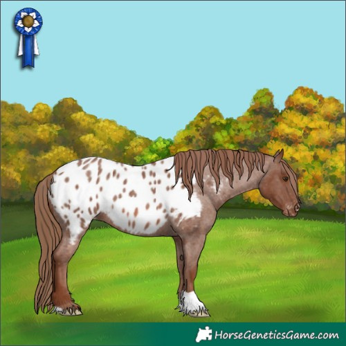 Horse Color:Red Roan Appaloosa 