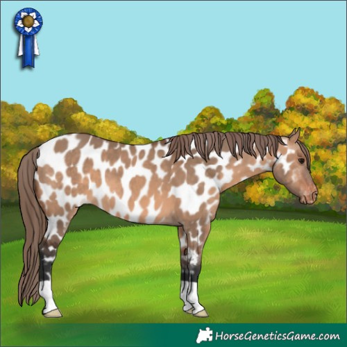 Horse Color:Bay Dun Appaloosa 