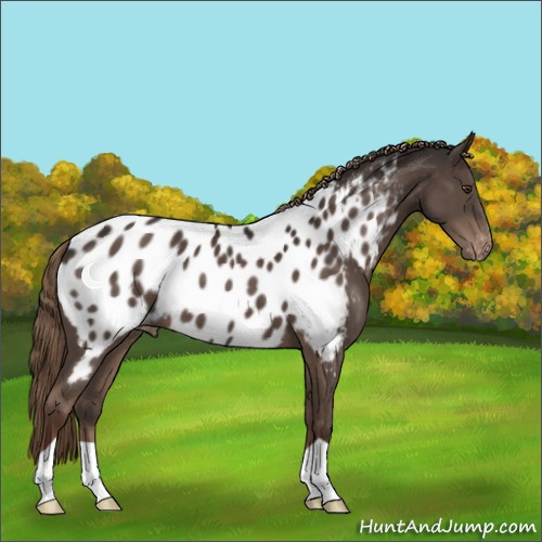 Horse Color:Liver Chestnut Appaloosa 