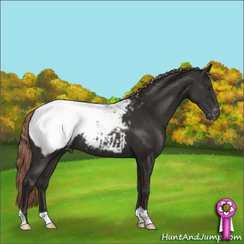 Horse Color:Liver Chestnut Appaloosa 