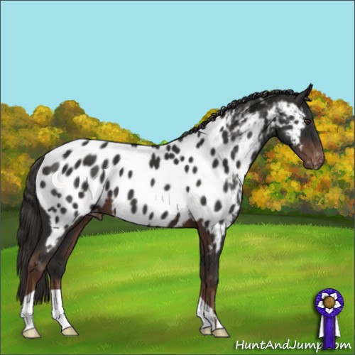 Horse Color:Liver Chestnut Appaloosa 