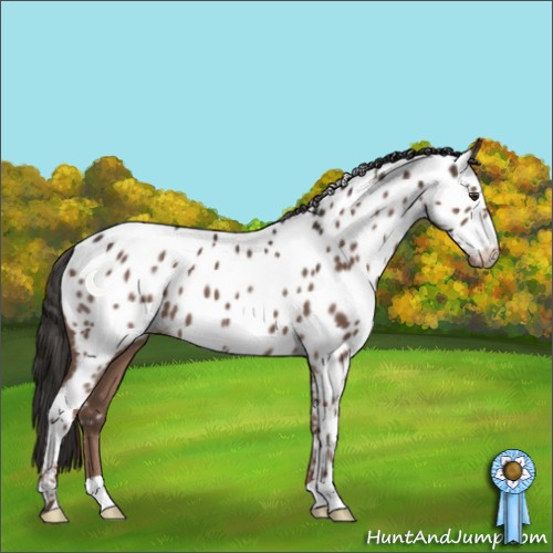 Horse Color:Liver Chestnut Appaloosa 