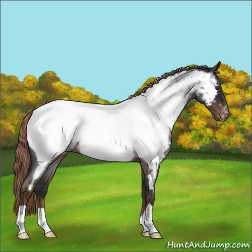 Horse Color:Liver Red Roan Appaloosa 