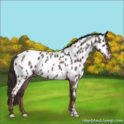 Horse Color:Liver Red Roan Near Leopard 