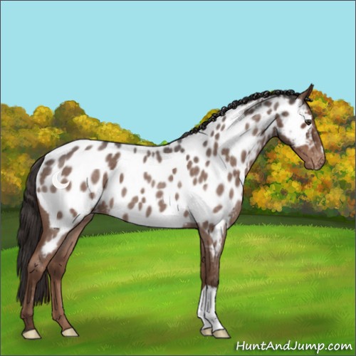 Horse Color:Liver Red Roan Appaloosa 