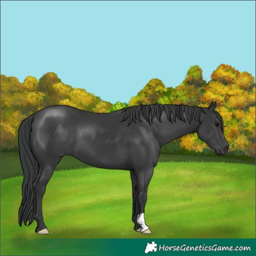 Horse Color:Black 
