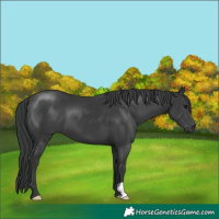 Horse Color:Black 