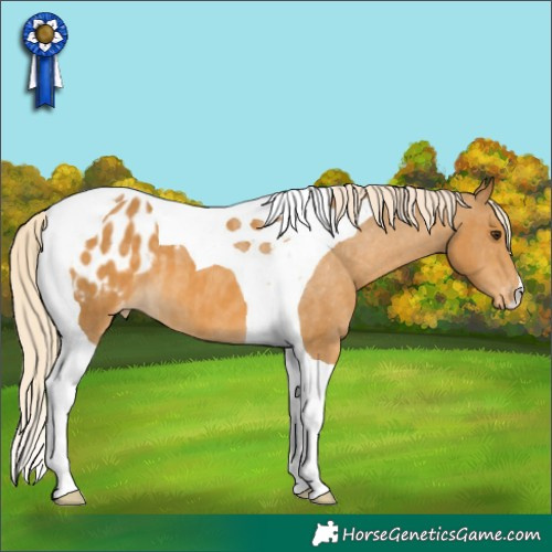 Horse Color:Palomino Tobiano Appaloosa 