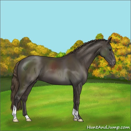 Horse Color:Smoky Black Appaloosa 