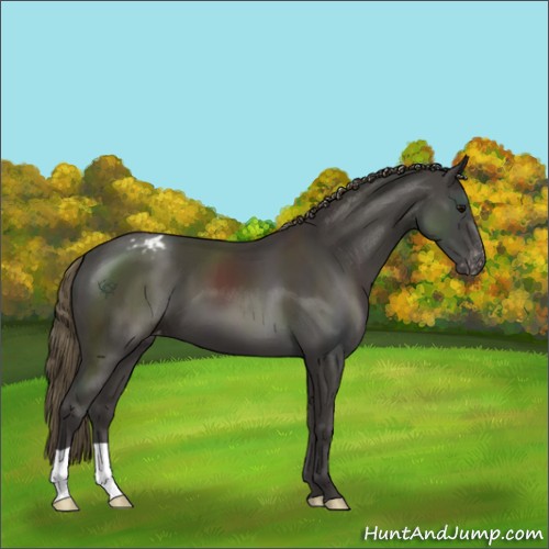 Horse Color:Smoky Black Appaloosa 