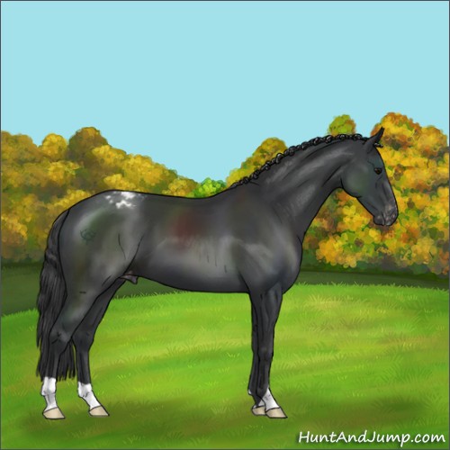 Horse Color:Black Appaloosa 