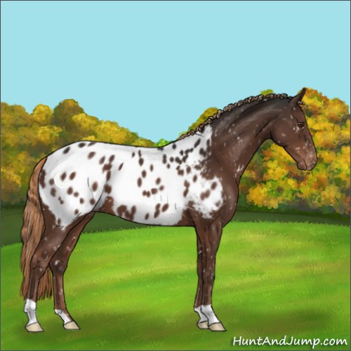 Horse Color:Liver Chestnut Appaloosa 