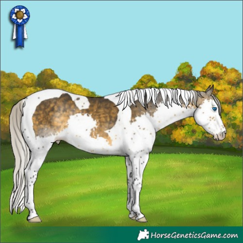 Horse Color:Silver Buckskin Splash Tobiano Rabicano 