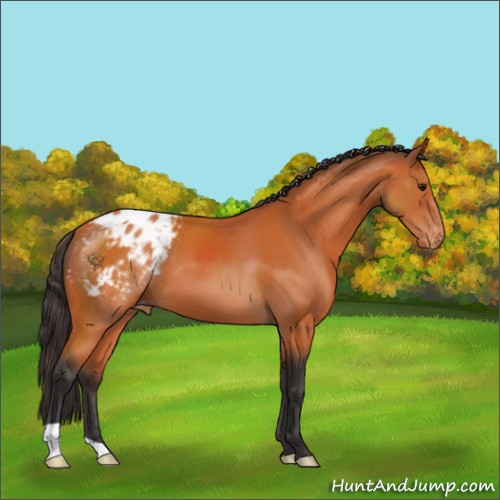 Horse Color:Bay Appaloosa 