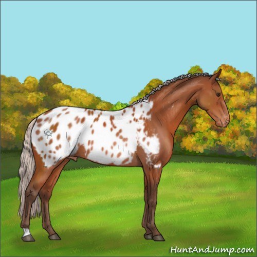 Horse Color:Silver Brown Appaloosa 