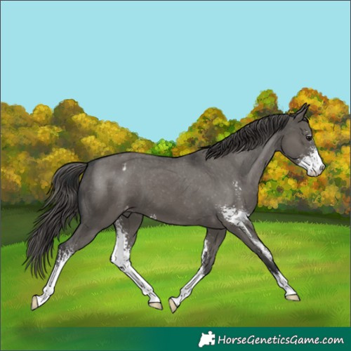 Horse Color:Grullo Sabino Appaloosa 