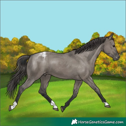 Horse Color:Grullo Appaloosa 
