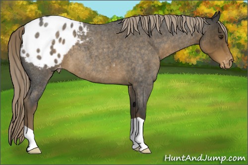 Horse Color:Chocolate Palomino Roan Appaloosa 