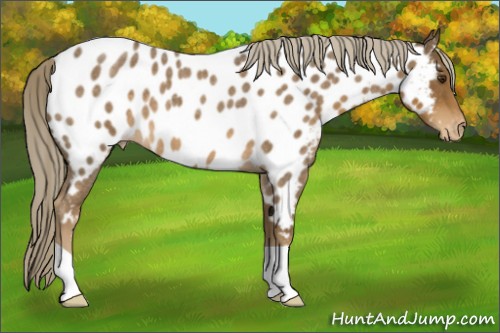 Horse Color:Chocolate Palomino Roan Appaloosa 