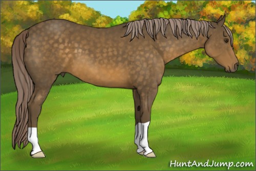 Horse Color:Chocolate Palomino 