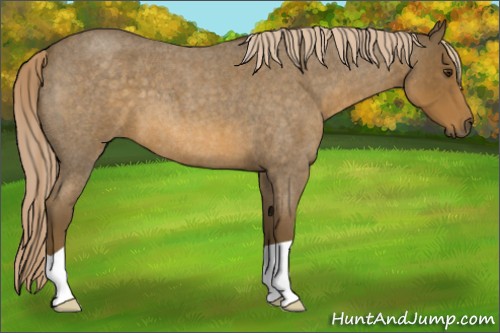 Horse Color:Chocolate Palomino Roan 