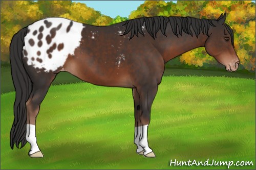Horse Color:Liver Chestnut Appaloosa 