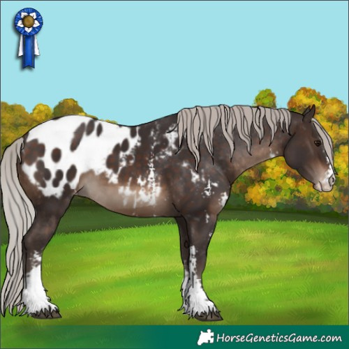 Horse Color:Silver Brown Sabino Appaloosa 