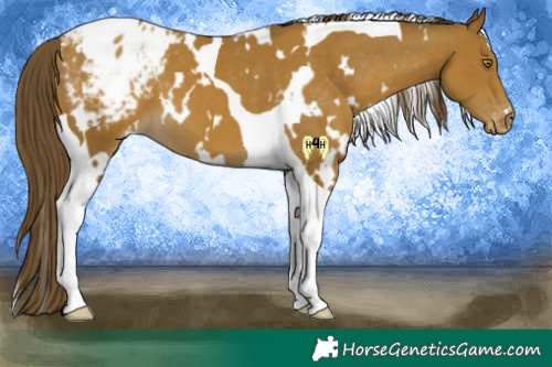 Horse Color:White Spotted Classic Cream Champagne Tobiano Appaloosa 