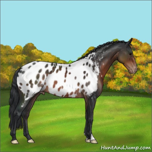 Horse Color:Brown Appaloosa 