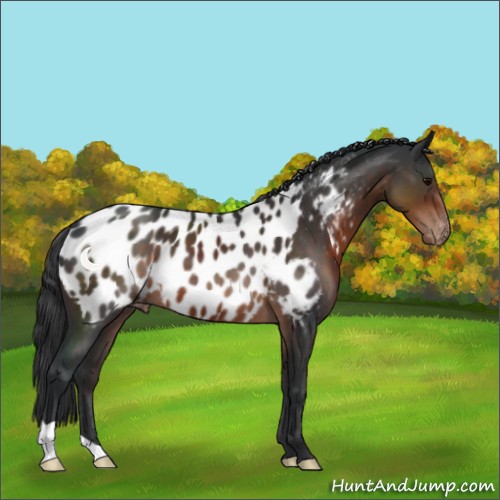 Horse Color:Brown Appaloosa 