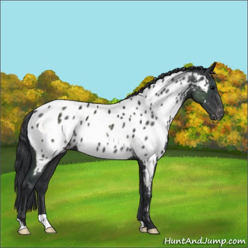Horse Color:Black Appaloosa 