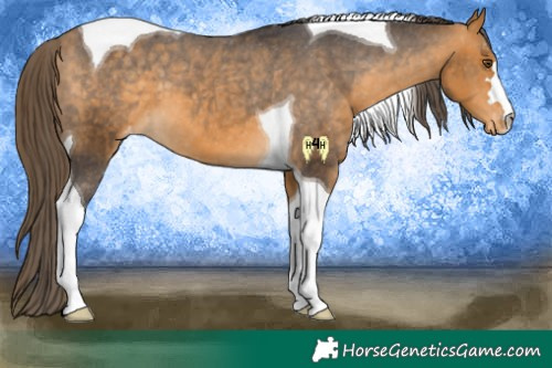 Horse Color:Buckskin Tobiano Appaloosa 