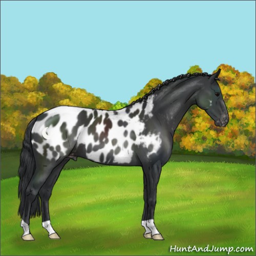 Horse Color:Black Near Leopard 